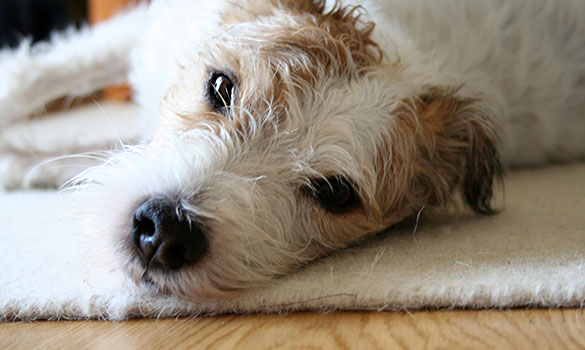 Boarding Grooming Aside Image